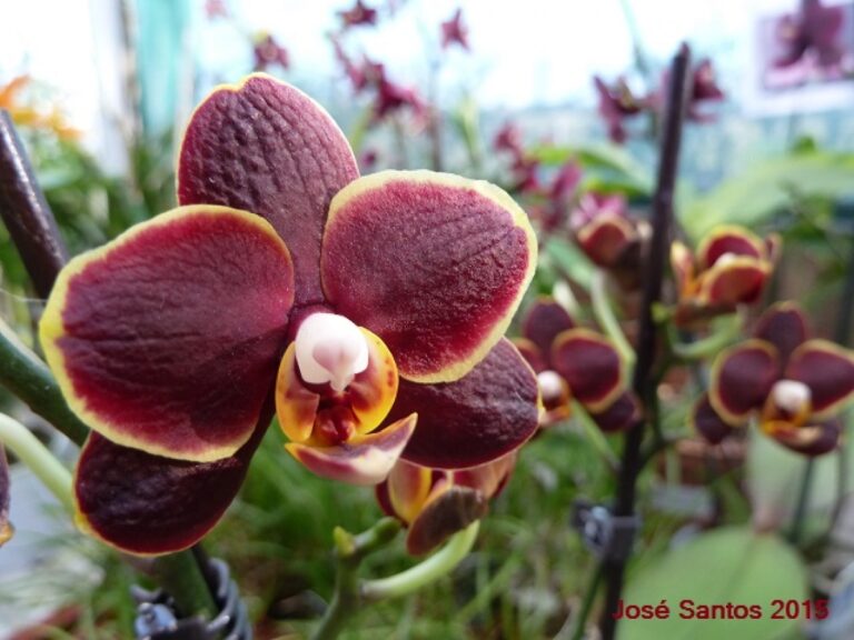 Phalaenopsis