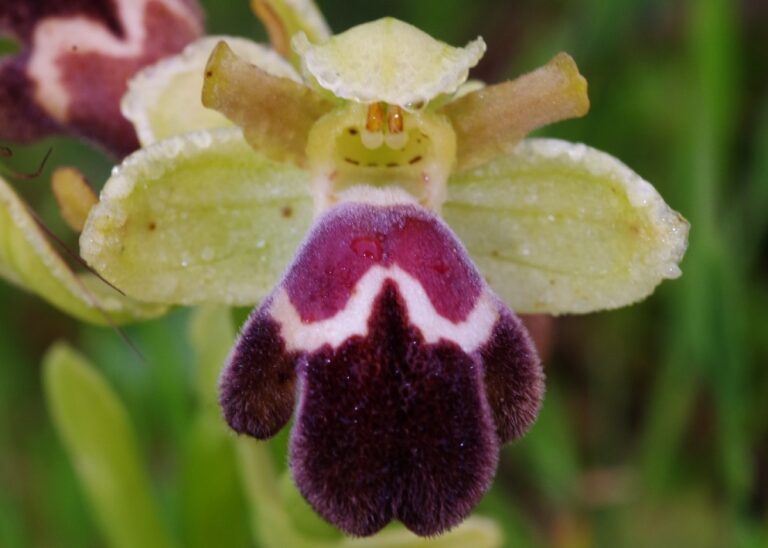 Ophrys dyris