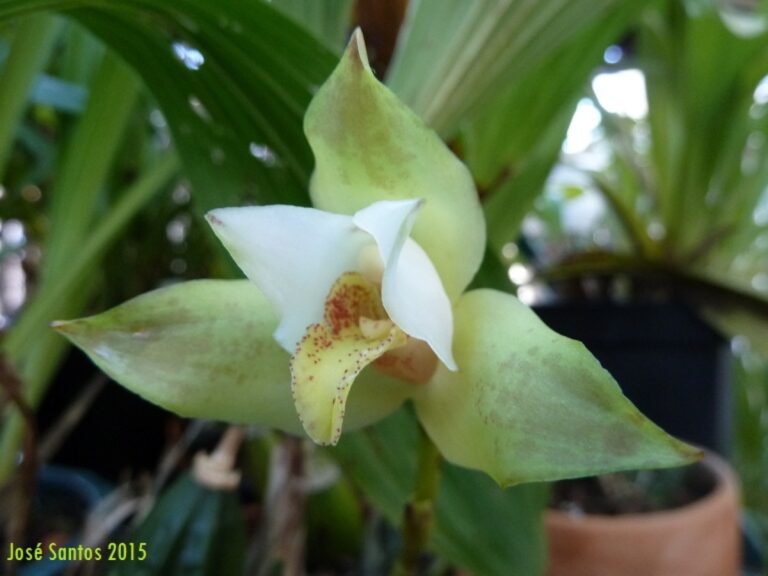 Cultivar no Exterior
