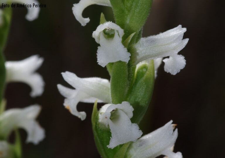 Spiranthes aestivalis