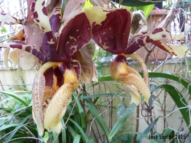 As Stanhopea
