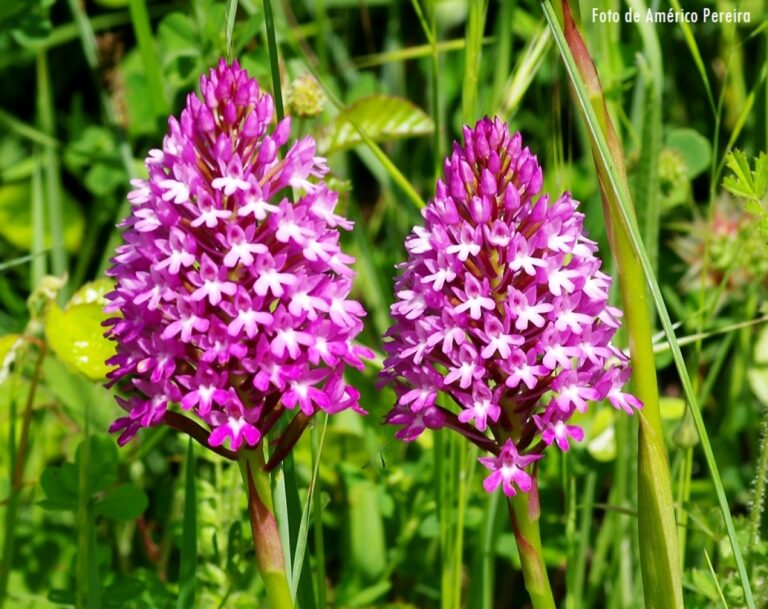 Anacamptis pyramidalis
