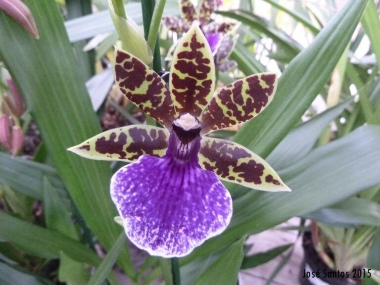 Zygopetalum