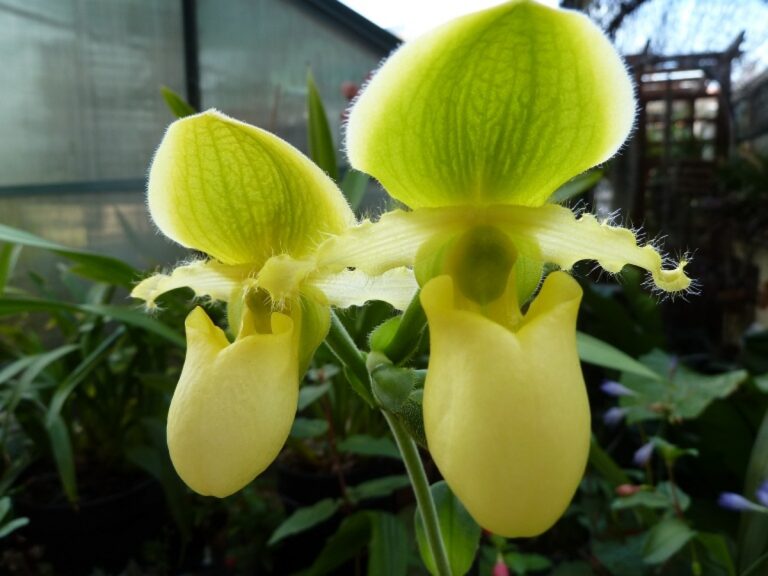Conheça os Paphiopedilum
