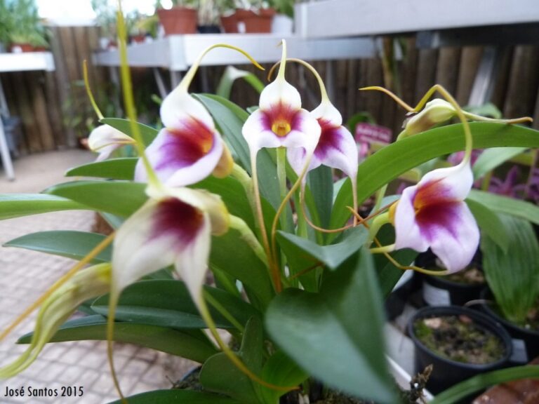 As Masdevallia