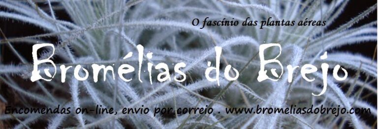 Bromélias do Brejo