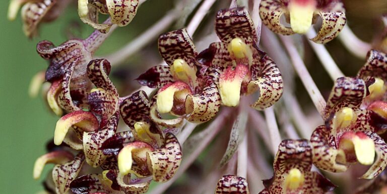Video: Montagem de um Bulbophyllum beccarii