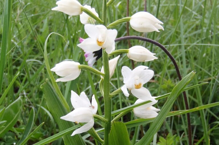 Cephalanthera longifolia