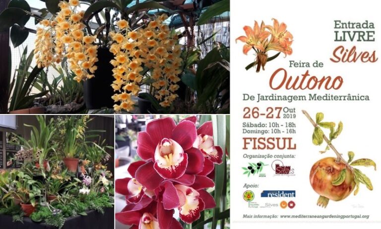 Orquídeas em Silves