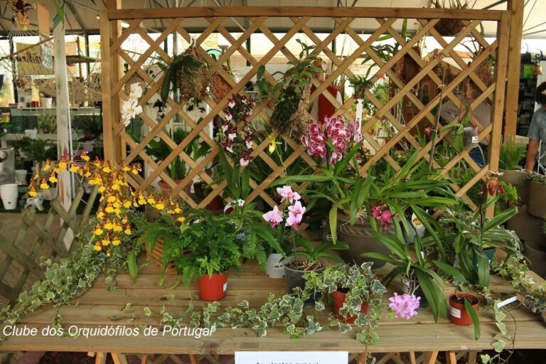 Exposição de Orquídeas dos nossos associados