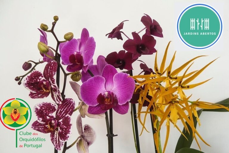 Orquídeas nos JARDINS ABERTOS