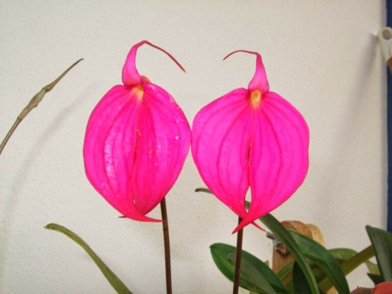 Masdevallia