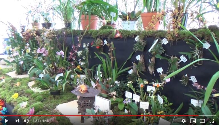Orquídeas em Sintra