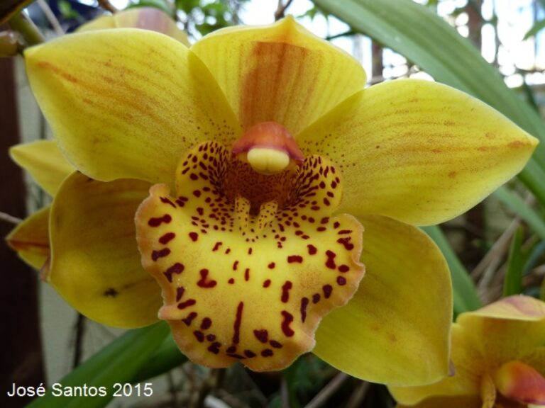Cymbidium