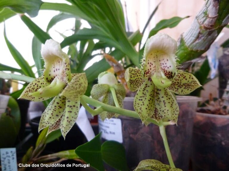 Catasetum atratum