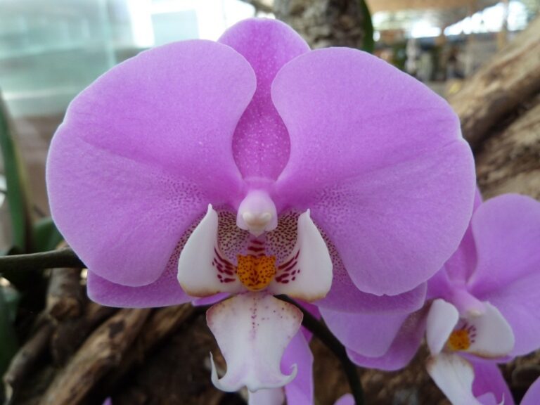 Dificuldades com Orquídeas