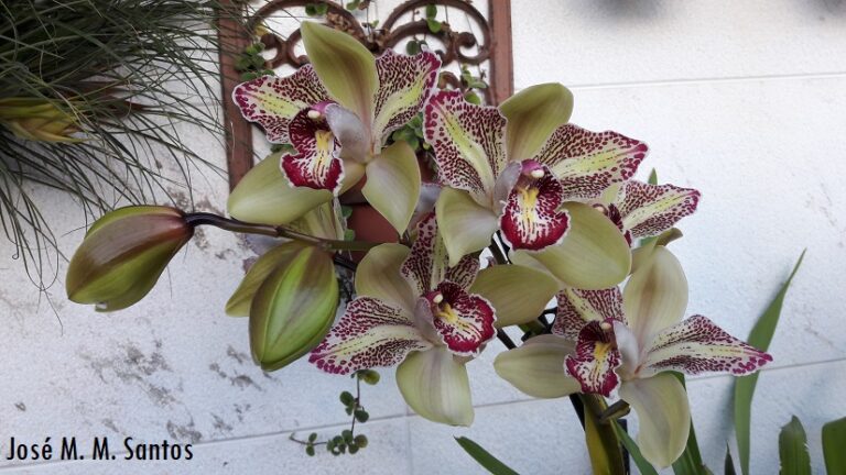 ORQUÍDEAS CYMBIDIUM