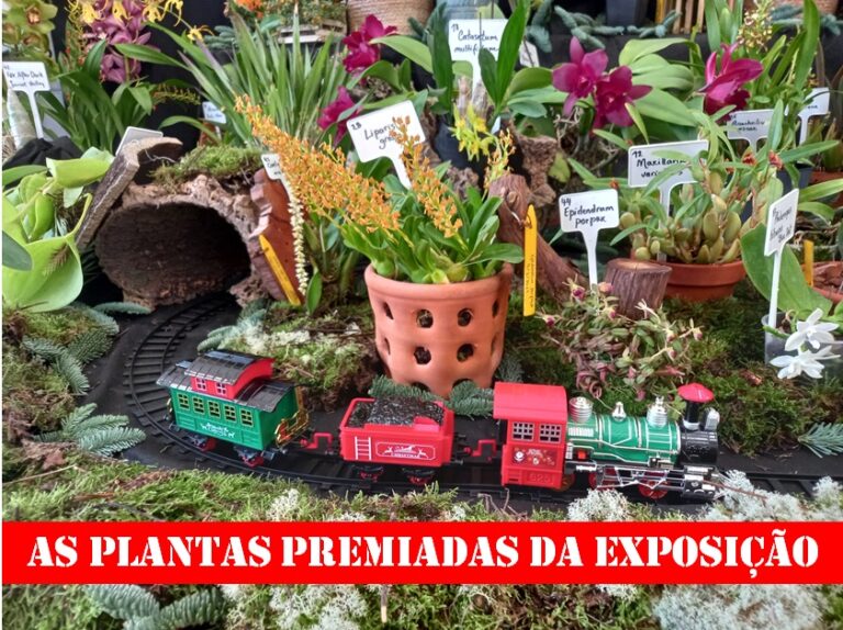 As Plantas premiadas na Exposição de Dez 2024