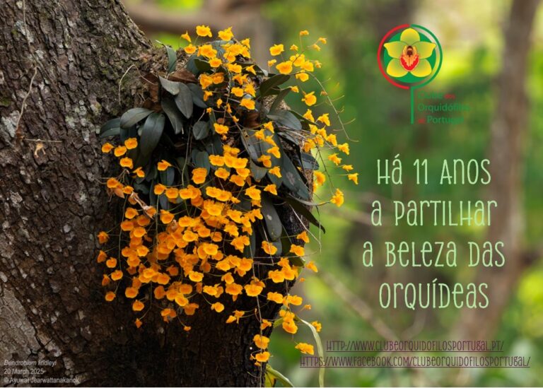 11 anos de Clube dos Orquidófilos