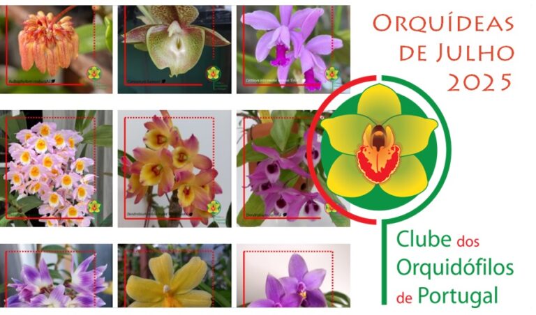Orquideas dos Sócios – Julho 2025