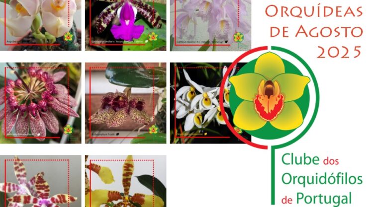 Orquídeas dos Sócios – Agosto 2025