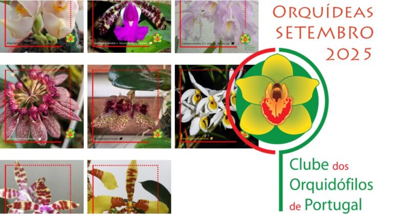 Orquídeas dos Sócios – Setembro 2025