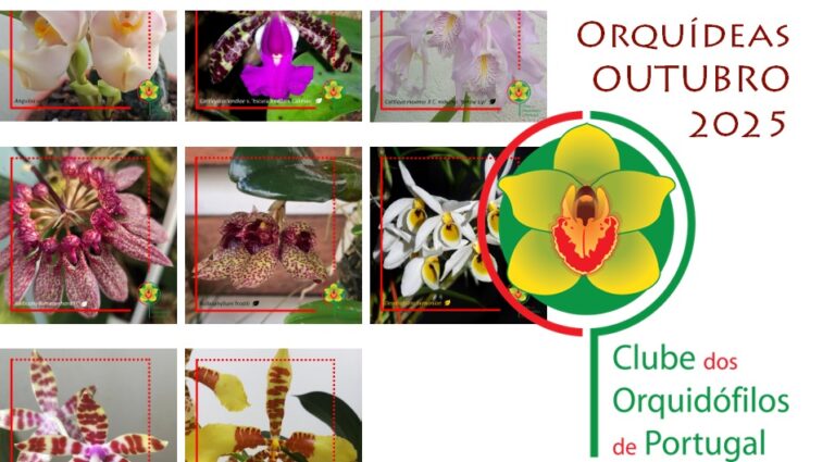 Orquídeas dos Sócios – Outubro 2025