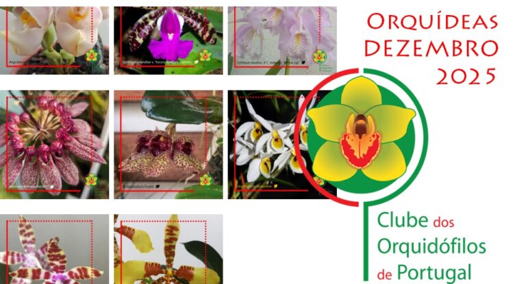 Orquídeas dos Sócios – Dezembro de 2025