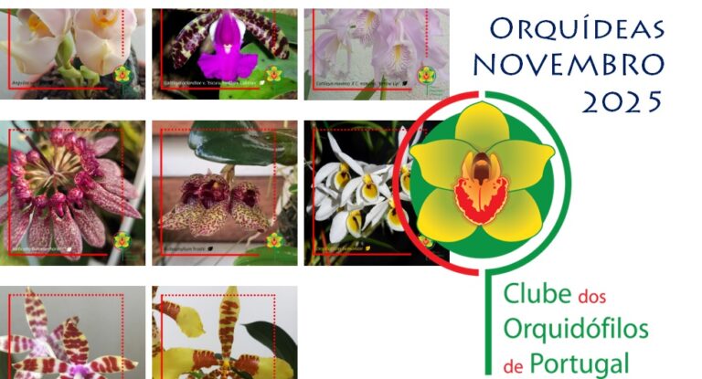 Orquídeas dos Sócios – Novembro 2025