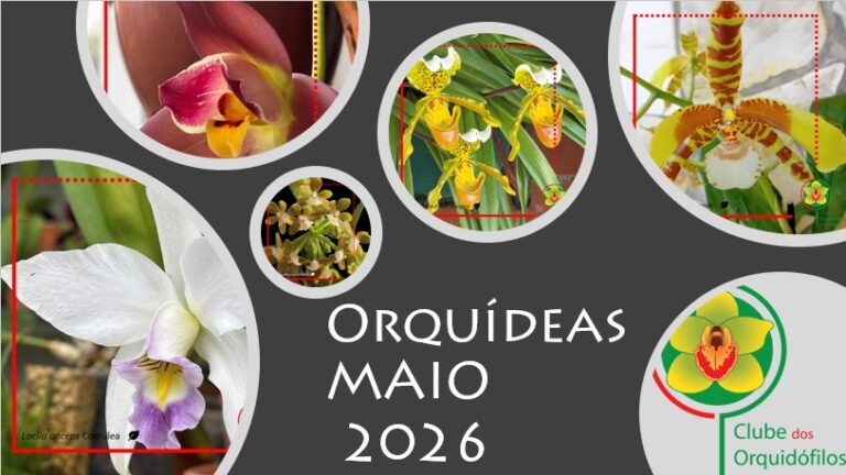 Orquídeas dos Sócios – Maio de 2026