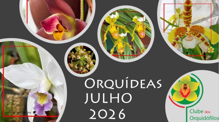 Orquídeas dos Sócios – Julho 2026