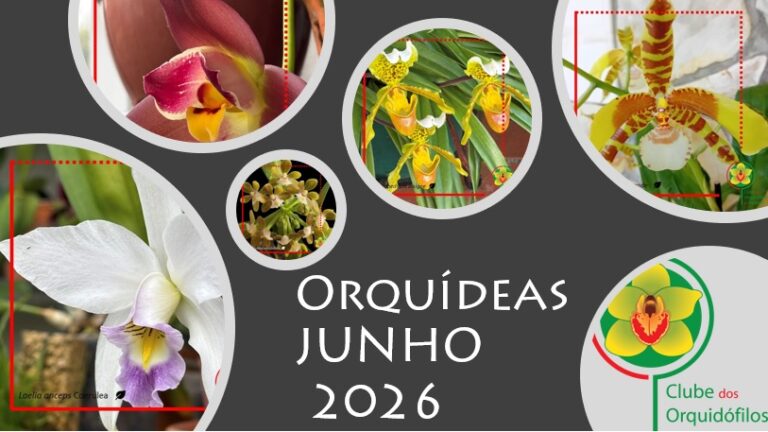 Orquídeas dos Sócios – Junho 2026